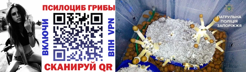 где купить наркоту  Киселёвск  Галлюциногенные грибы мицелий 